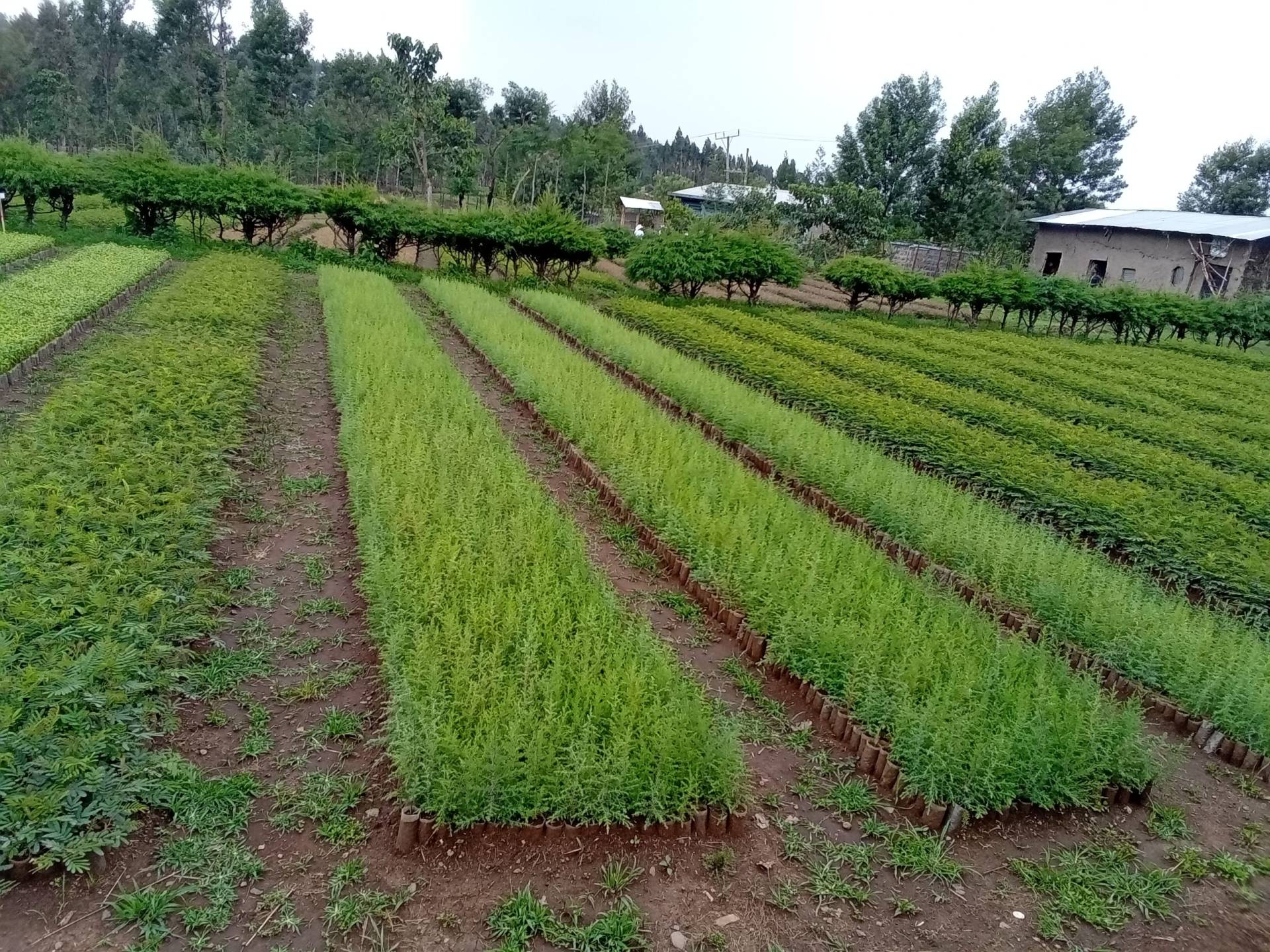 Mendukie Nursery in Andabet District